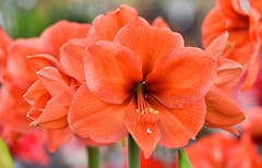 A field of orange amaryllis blooms in the field