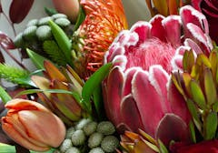Two different varieties of protea, blue a tulip, coexit in a warm, summery bouquet