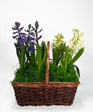 Hyacinth Duo