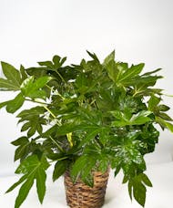 Japonica Plant