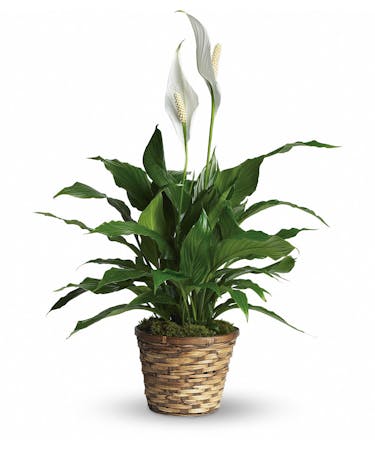 Peace Lily Plant - 6