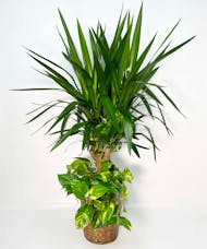Yucca and Pothos Plant Combo