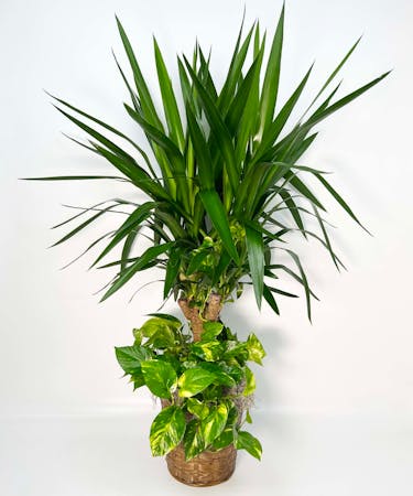 Yucca and Pothos Plant Combo