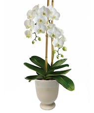 Opulent Orchids