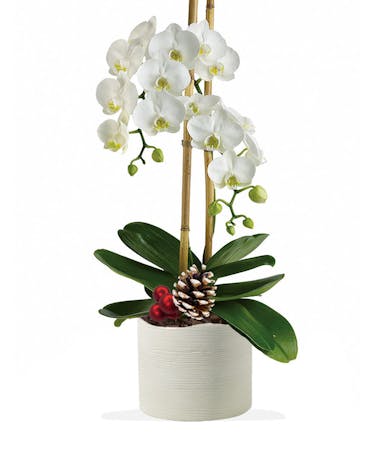 Holiday Orchids