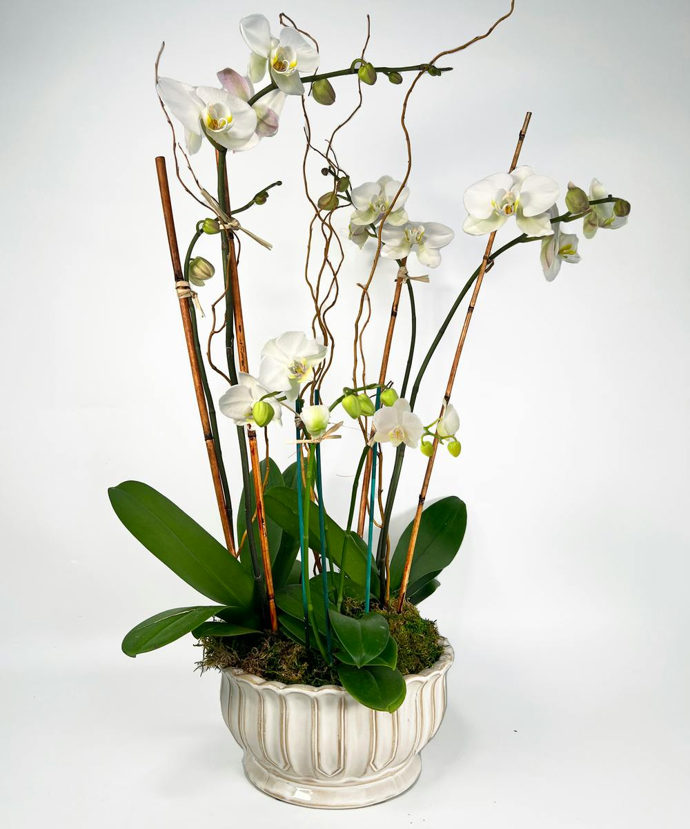 Orchid Trio Norton's Florist Birmingham