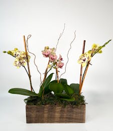 Petite Orchid Trio