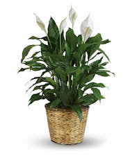 Peace Lily Plant - 10