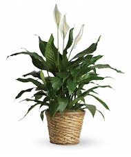Peace Lily Plant - 8