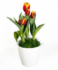 Terrific Tulip Pot