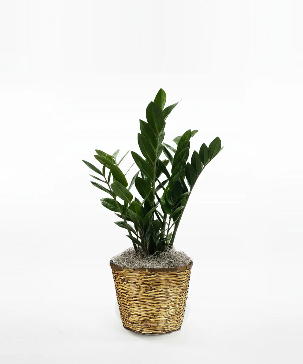 Norton's Florist ZZ Plant - Thumbnail 4