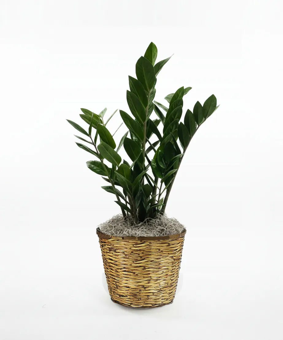 Norton's Florist ZZ Plant - Thumbnail 2