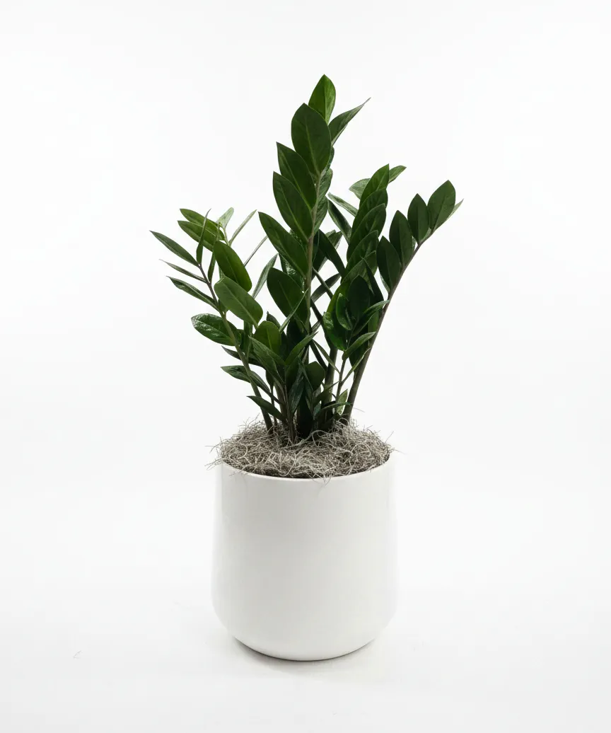 Norton's Florist ZZ Plant