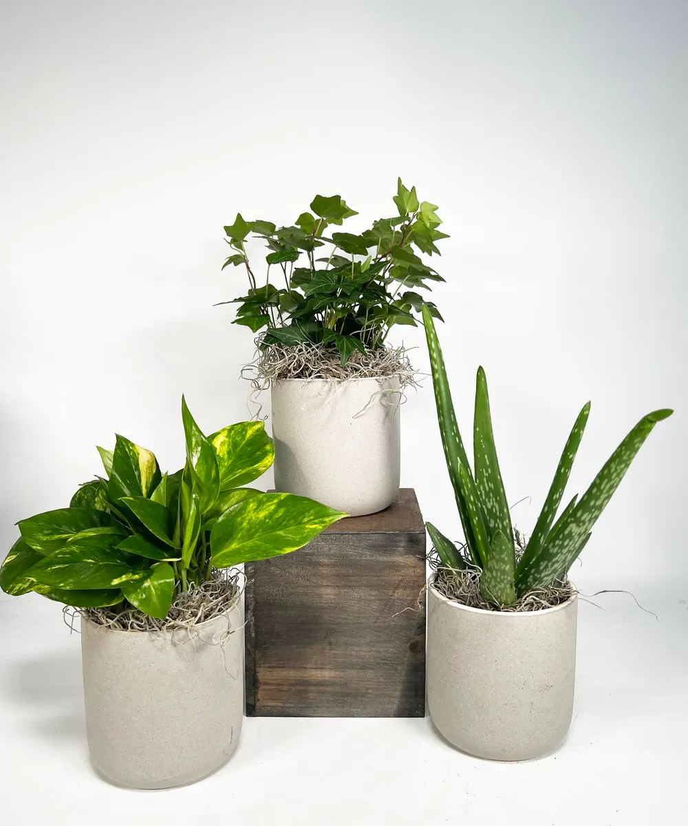 Norton's Florist Desktop Plants - Thumbnail 3