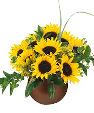 Harvest Sunflowers
